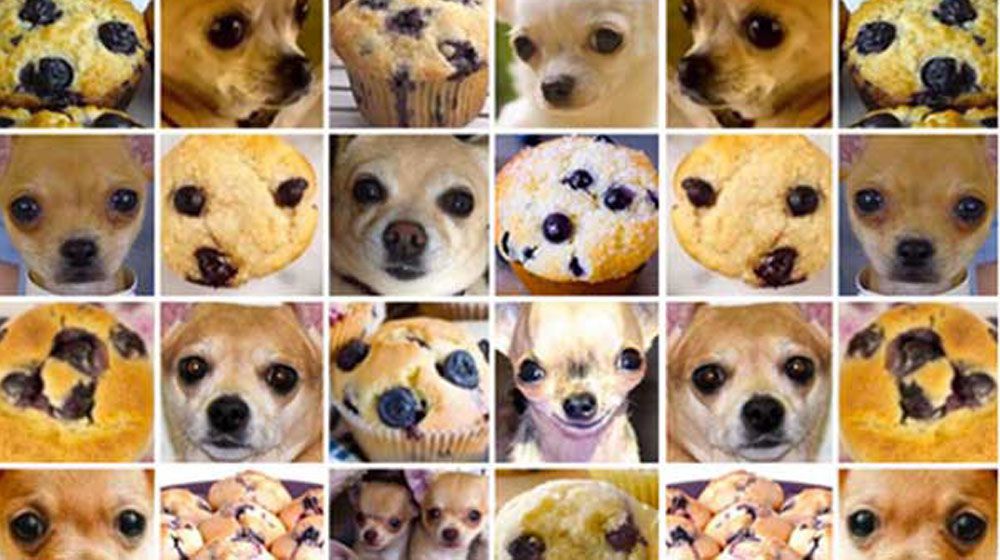 Chihuahua or muffin? My search for the best computer vision API